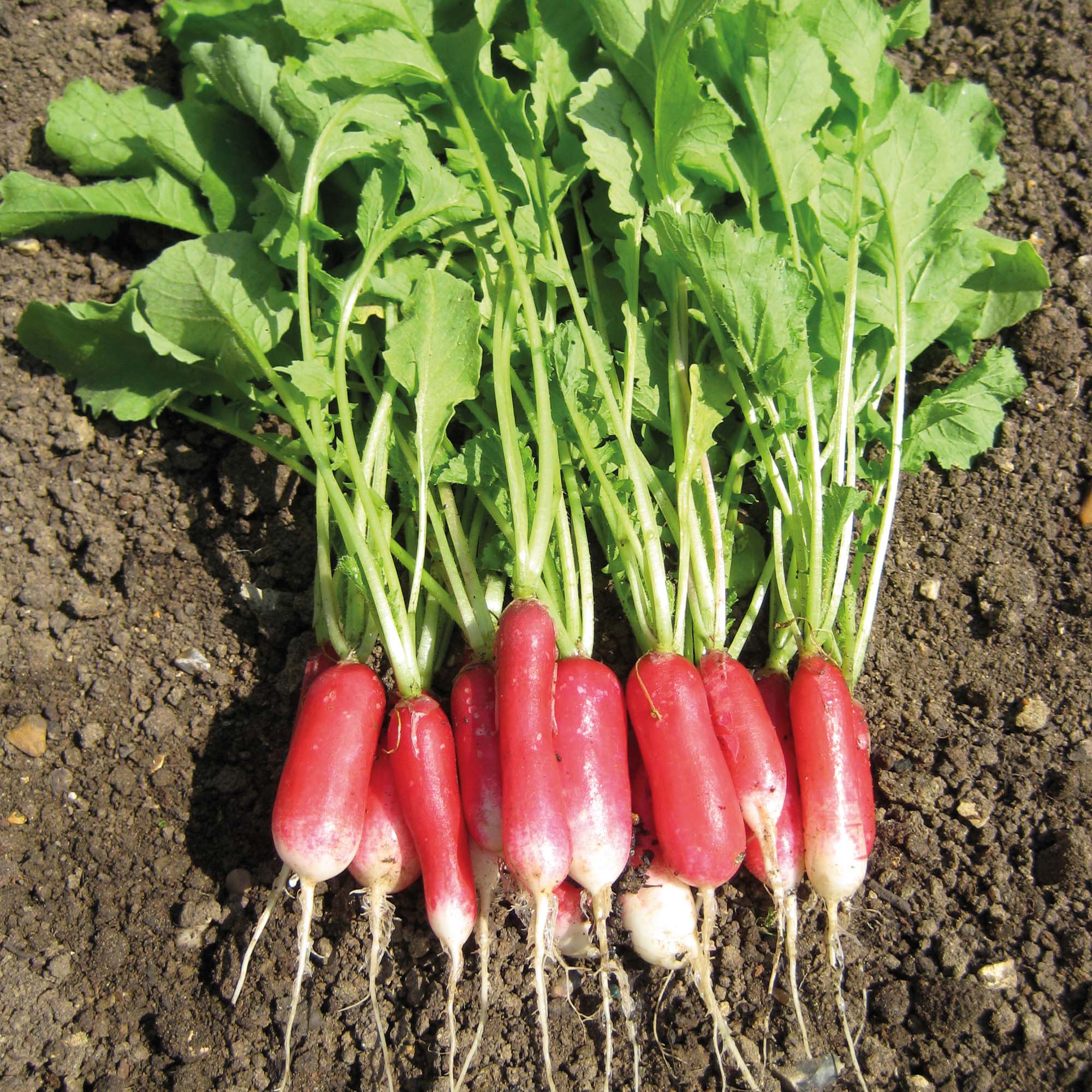 Radish